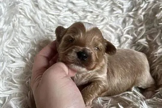 Wyjątkowy piesek cockapoo f1b mama cockapoo tata pudel toy red unikat, Świętokrzyskie, Busko-Zdrój