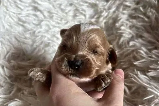 Wyjątkowy piesek cockapoo f1b mama cockapoo tata pudel toy red unikat, Świętokrzyskie, Busko-Zdrój