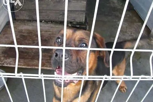 Cezar - Mix boksera w schronisku,  dolnośląskie Wr