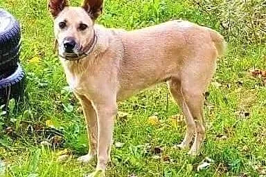 ZUZIA - kochana sunia, porzucona na działkach; do adopcji,  wielkopolskie Poznań, Wielkopolskie, Poznań