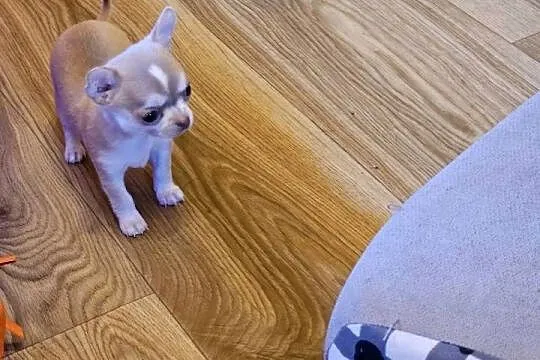 Chihuahua Exclusiv Mini Panienka XXXS Piękna Jedyna taka Rodowód FCI! ! !, Zachodniopomorskie, Kołobrzeg
