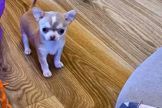 Chihuahua Exclusiv Mini Panienka XXXS Piękna Jedyna taka Rodowód FCI! ! !, Zachodniopomorskie, Kołobrzeg