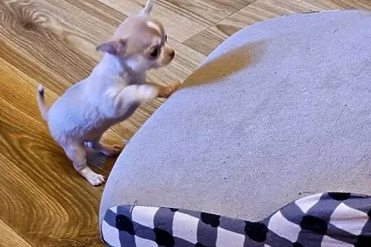 Chihuahua Exclusiv Mini Panienka XXXS Piękna Jedyna taka Rodowód FCI! ! !, Zachodniopomorskie, Kołobrzeg