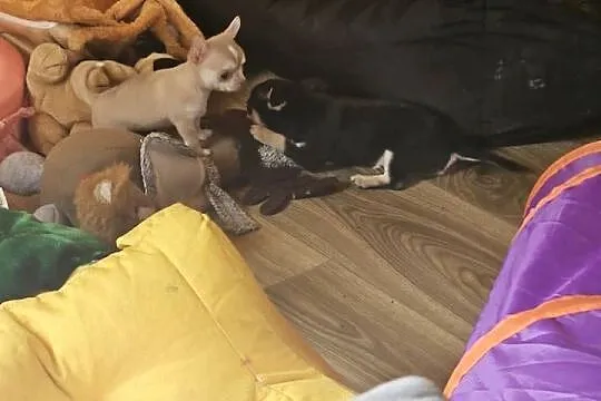 Chihuahua Exclusiv Mini Panienka XXXS Piękna Jedyna taka Rodowód FCI! ! !, Zachodniopomorskie, Kołobrzeg
