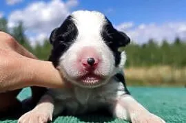 Prześliczna Suczka BORDER COLLIE - pełna dok. super rodzice