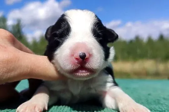 Prześliczna Suczka BORDER COLLIE - pełna dok. super rodzice