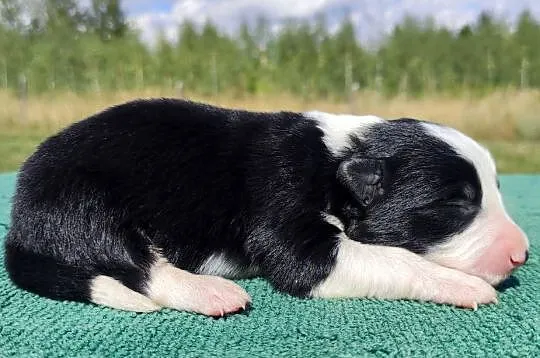 Prześliczna Suczka BORDER COLLIE - pełna dok. super rodzice, Podkarpackie, Iwonicz