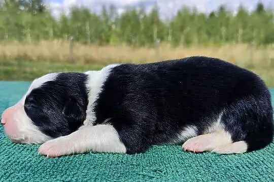 Prześliczna Suczka BORDER COLLIE - pełna dok. super rodzice, Podkarpackie, Iwonicz