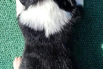 Prześliczna Suczka BORDER COLLIE - pełna dok. super rodzice, Podkarpackie, Iwonicz