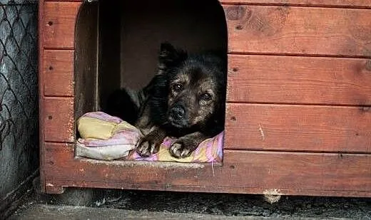 Jeżyk pogryziony przez inne psy, stracił chęć do ż