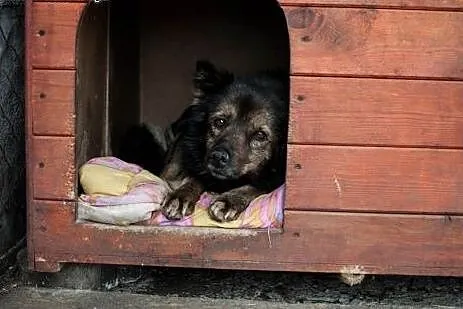 Jeżyk pogryziony przez inne psy, stracił chęć do ż