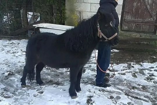 Wyprzedaż stada kucy Pilnie!