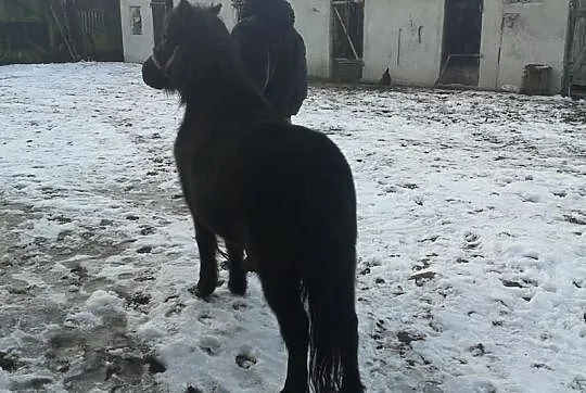 Wyprzedaż stada kucy Pilnie!