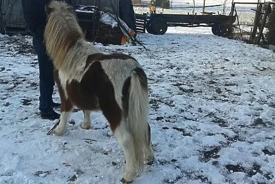 Wyprzedaż stada kucy Pilnie!