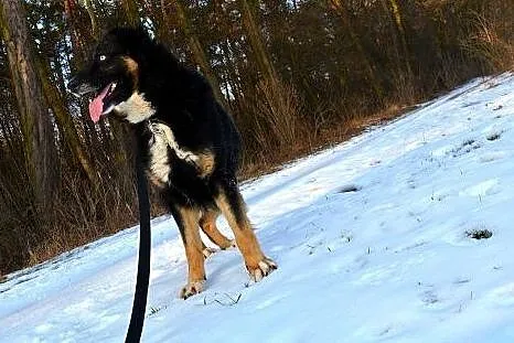 Krabik - duży, piękny i kochany psiak szuka domu.,