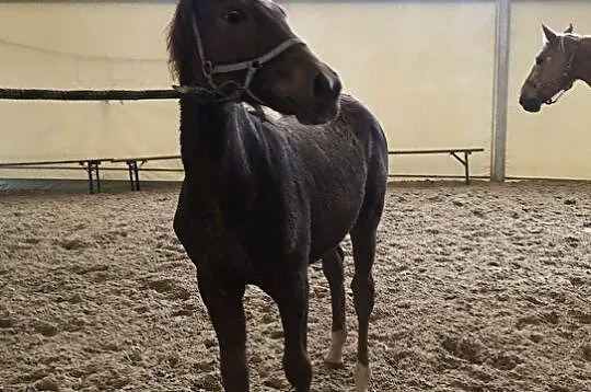Klaczka Wielkopolska, , 