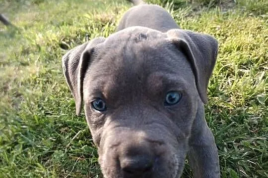 Amstaff SUCZKA American staffordshire terrier, Kujawsko-pomorskie, Zamek Bierzgłowski