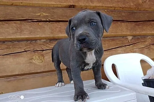 Amstaff SUCZKA American staffordshire terrier, Kujawsko-pomorskie, Zamek Bierzgłowski