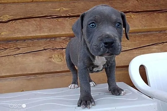 Amstaff SUCZKA American staffordshire terrier, Kujawsko-pomorskie, Zamek Bierzgłowski
