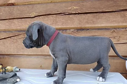 Amstaff SUCZKA American staffordshire terrier, Kujawsko-pomorskie, Zamek Bierzgłowski
