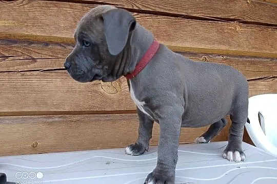 Amstaff SUCZKA American staffordshire terrier, Kujawsko-pomorskie, Zamek Bierzgłowski