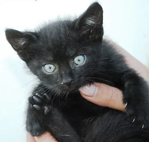Kociak kocurek Jodek 5-6 tyg. ADOPCJA, małopolski