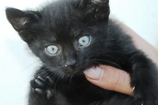 Kociak kocurek Jodek 5-6 tyg. ADOPCJA,  małopolski