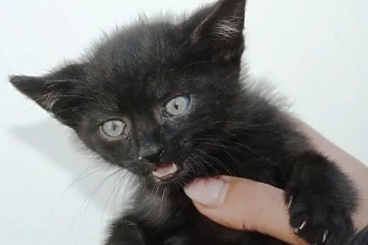 Kociak kocurek Jodek 5-6 tyg. ADOPCJA,  małopolski