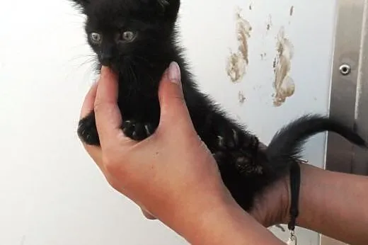 Kociak kocurek Jodek 5-6 tyg. ADOPCJA,  małopolski