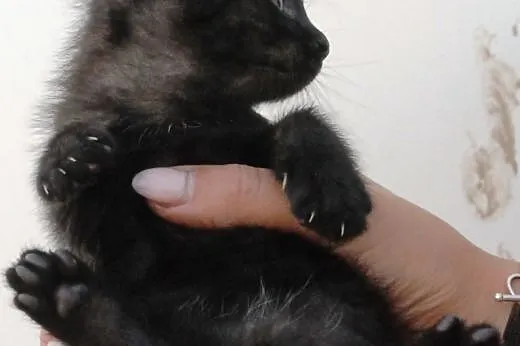 Kociak kocurek Jodek 5-6 tyg. ADOPCJA,  małopolski