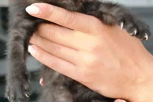 Kociak kocurek Jodek 5-6 tyg. ADOPCJA,  małopolski