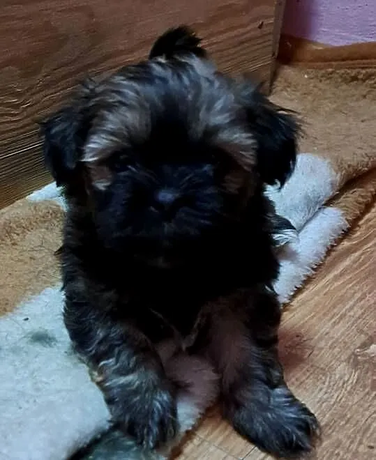 Lhasa apso przepikne szczenieta, Pomorskie, Karsin
