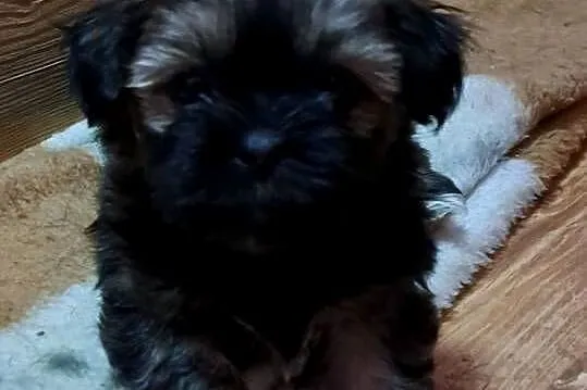 Lhasa apso przepikne szczenieta, Pomorskie, Karsin