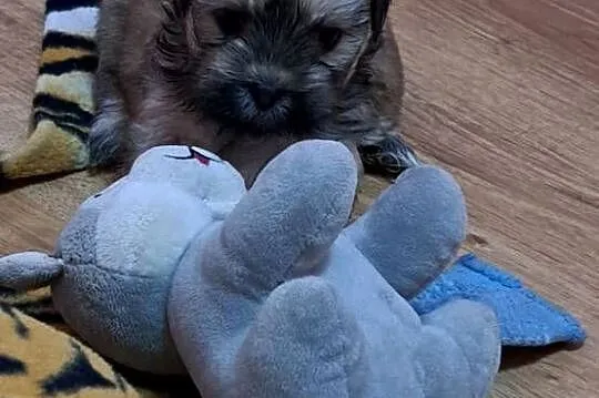 Lhasa apso przepikne szczenieta, Pomorskie, Karsin