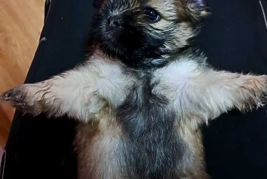 Lhasa apso przepikne szczenieta, Pomorskie, Karsin