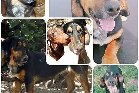Walduś szczeniak czeka na domek,  mazowieckie Żyrardów