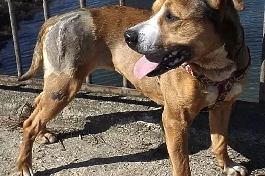 Piękna Negra w typie TTB ZNOWU szuka domu,  dolnoś
