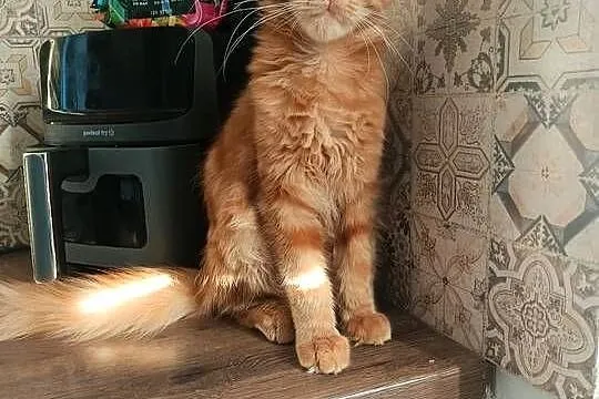 Maine Coon Irys