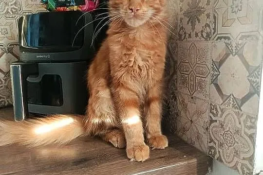 Maine Coon Irys, Podkarpackie, Lipa