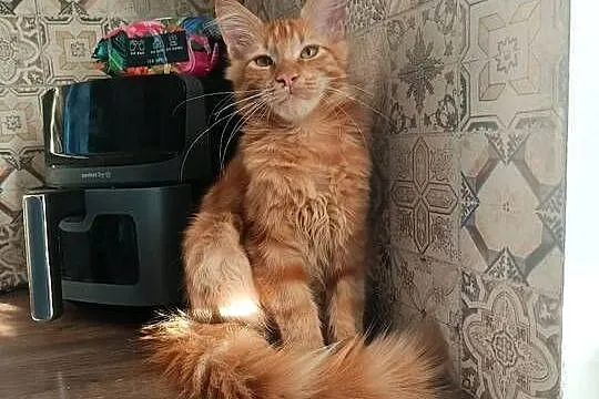 Maine Coon Irys, Podkarpackie, Lipa
