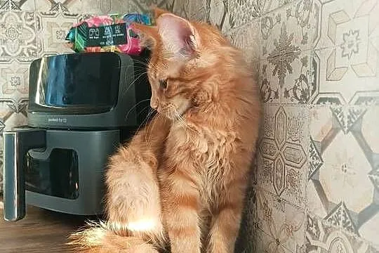 Maine Coon Irys, Podkarpackie, Lipa