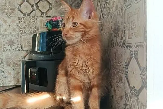 Maine Coon Irys, Podkarpackie, Lipa