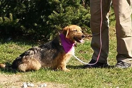 Kochana Szyszunia do adopcji,  świętokrzyskie Kielce