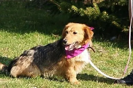 Kochana Szyszunia do adopcji,  świętokrzyskie Kiel