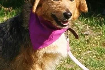 Kochana Szyszunia do adopcji,  świętokrzyskie Kiel