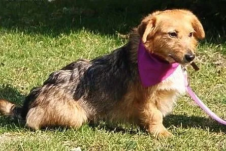 Kochana Szyszunia do adopcji,  świętokrzyskie Kiel