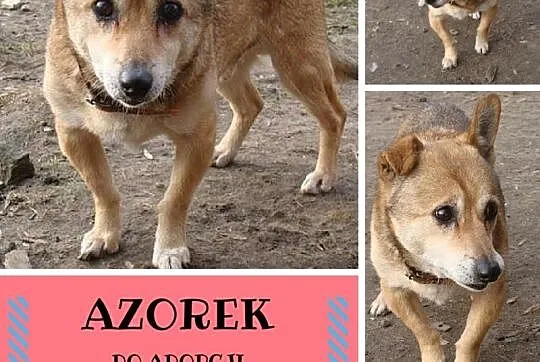 Azorek - przybiegnę na każde imię___ tylko zawołaj