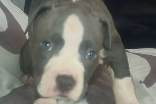 American Staffordshire Terrier Pies