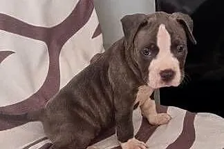 American Staffordshire Terrier Pies, Lubelskie, Chełm