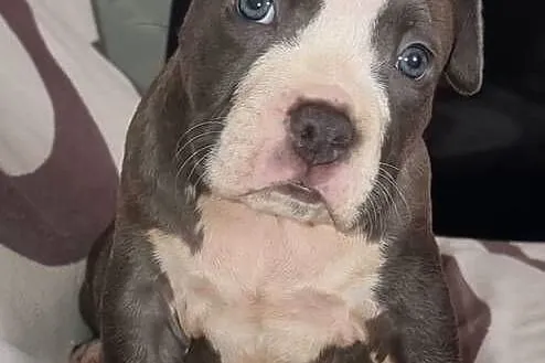 American Staffordshire Terrier Pies, Lubelskie, Chełm
